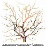 Kako podmladiti stablo jabuke rezidbom u proljeće